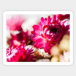 Dry Flower Sticker